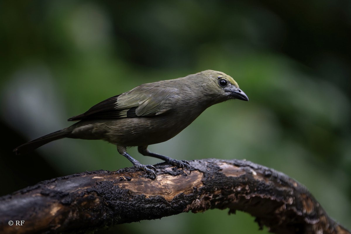 Palm Tanager - ML619813686