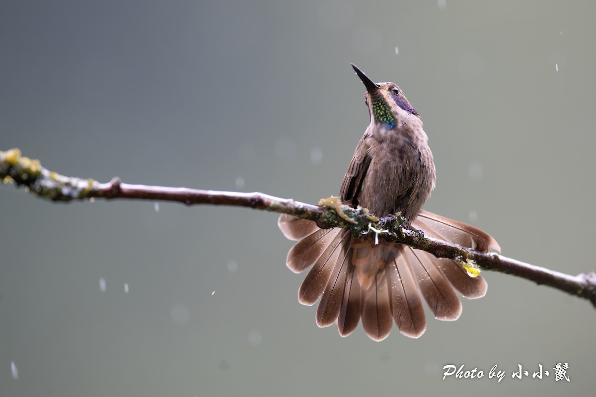 kolibřík fialovouchý - ML619813710