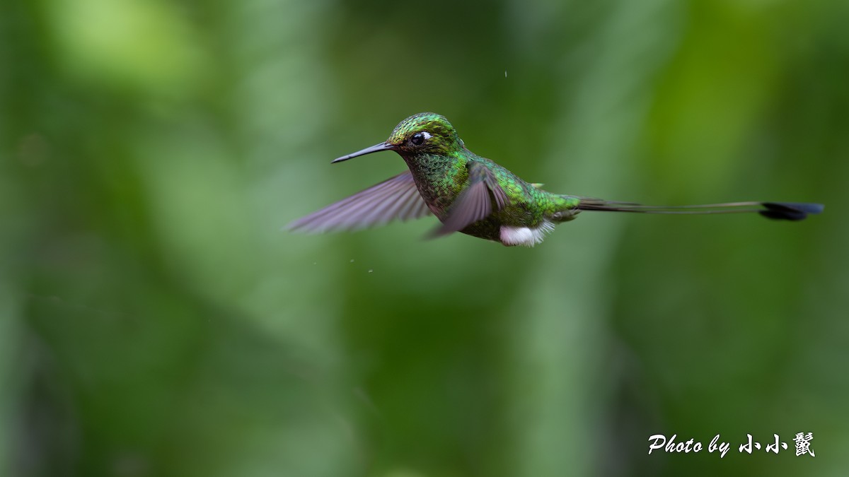 Colibrí de Raquetas Faldiblanco - ML619813726