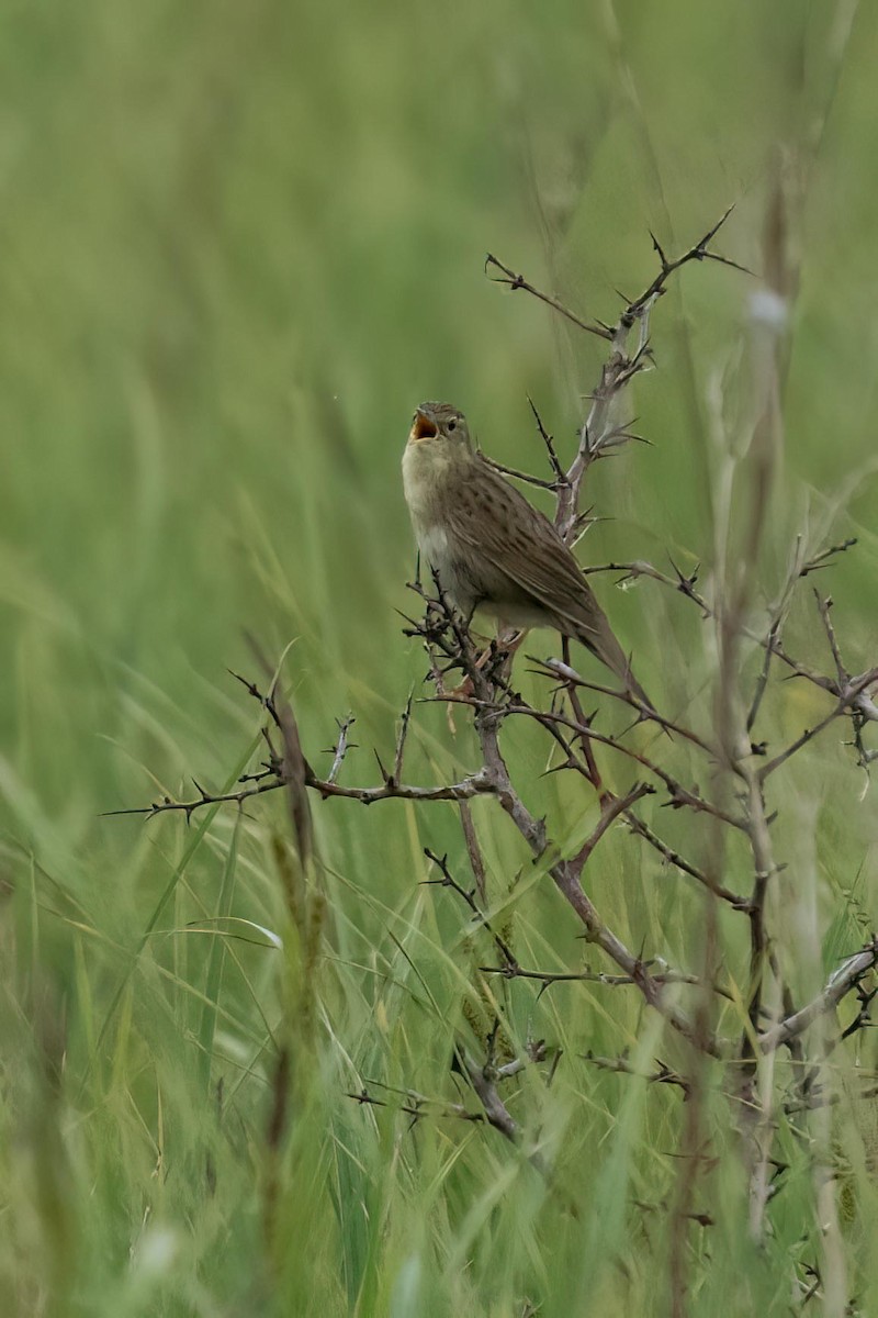 Common Grasshopper Warbler - ML619813731