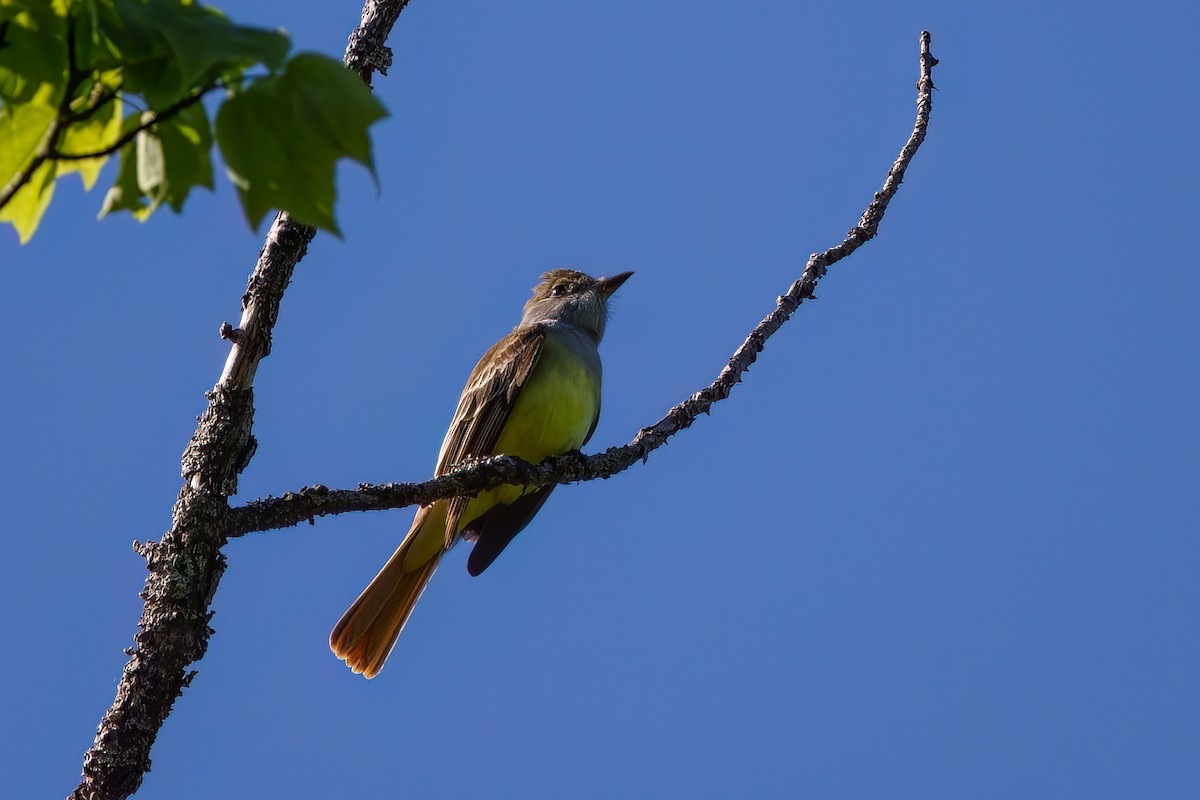 Great Crested Flycatcher - ML619813736