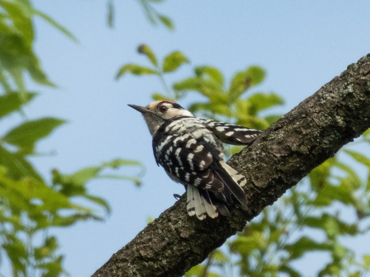 Lesser Spotted Woodpecker - ML619813740