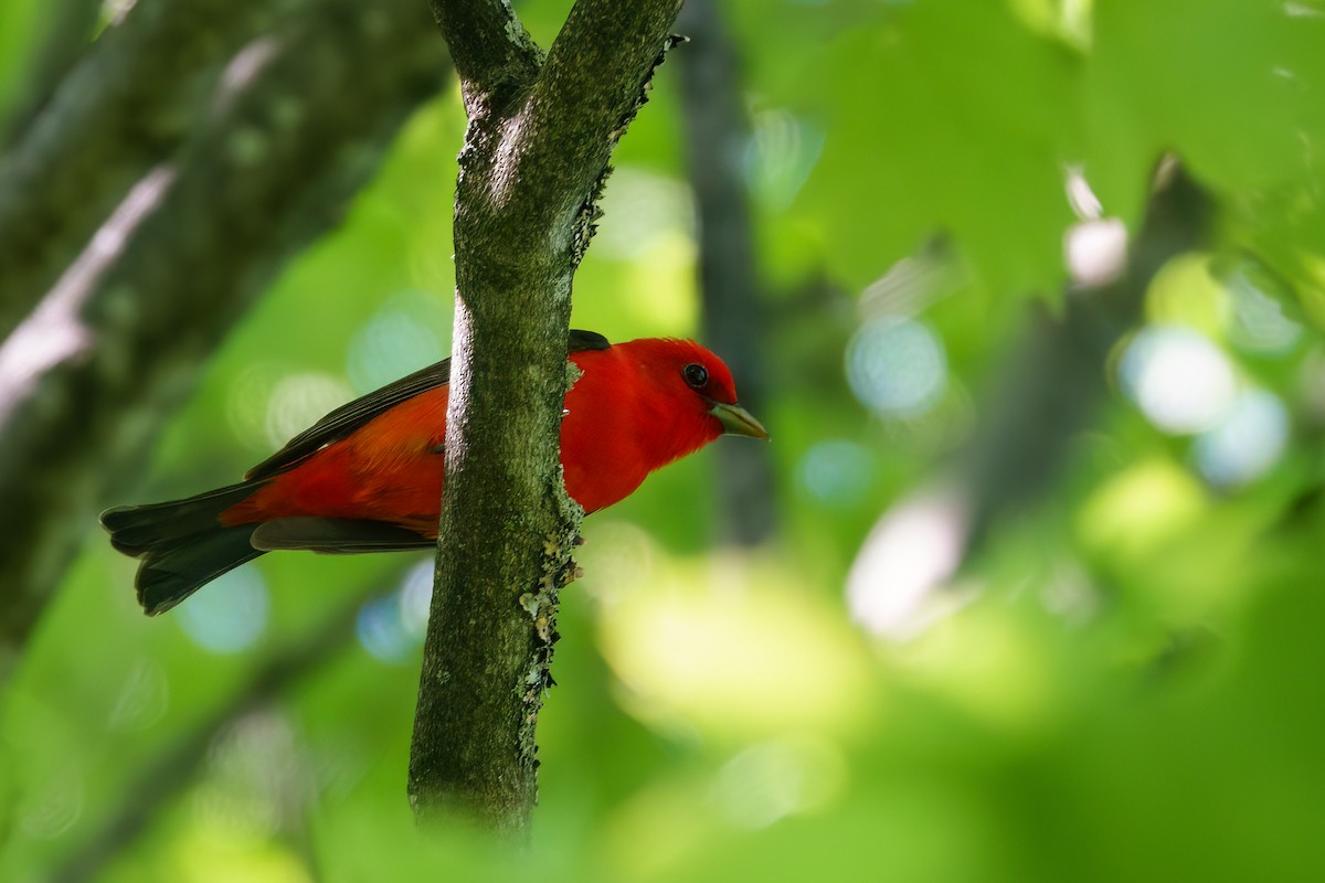 Scarlet Tanager - ML619813752