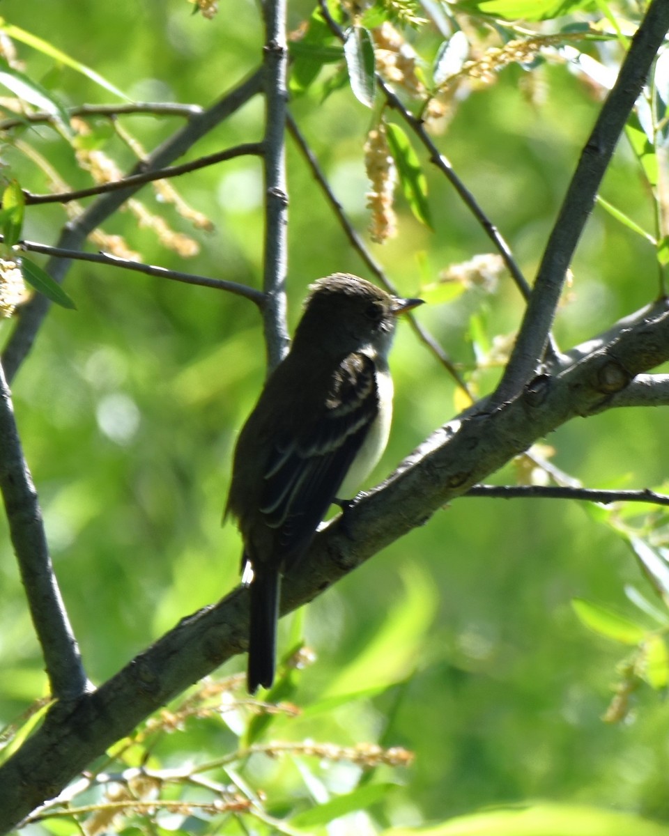 Willow Flycatcher - ML619813757