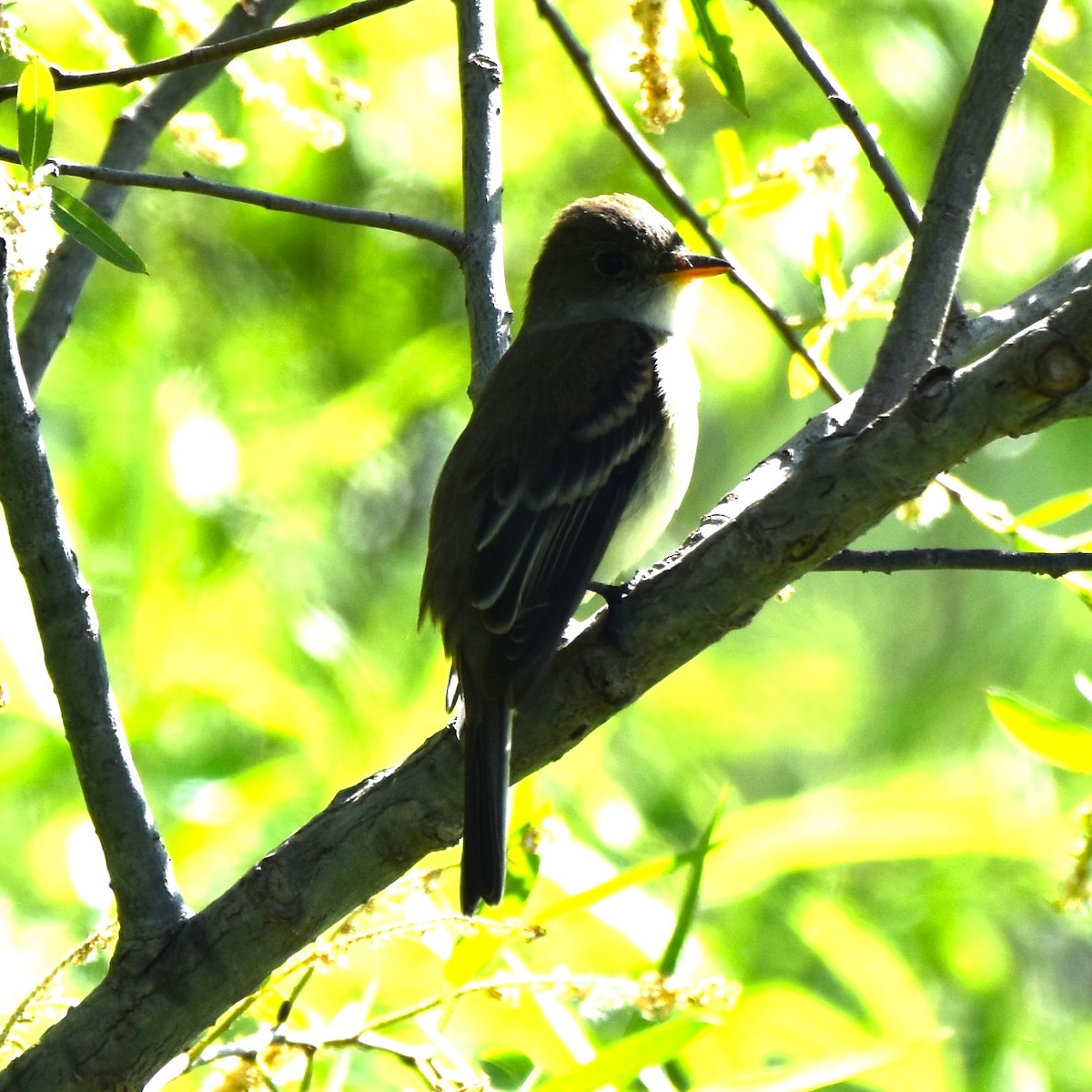 Willow Flycatcher - ML619813758