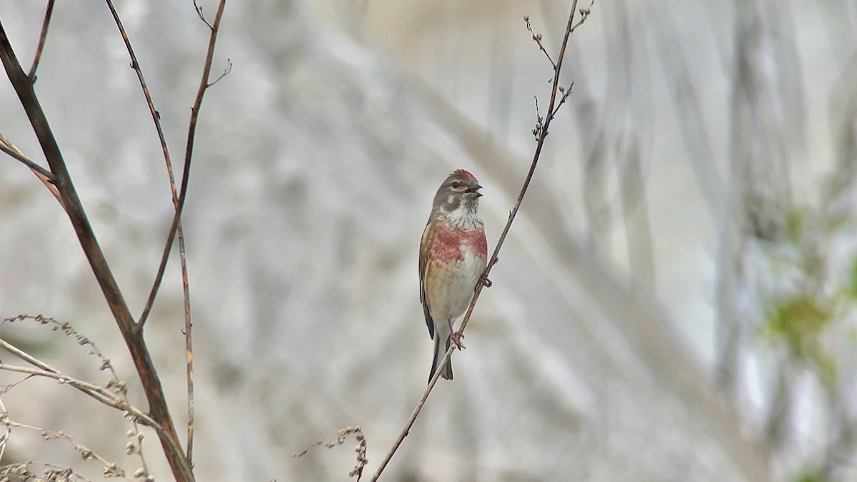 Eurasian Linnet - ML619813761