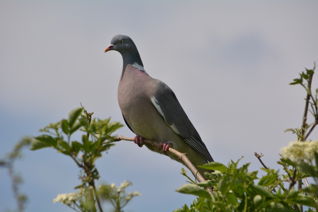 Common Wood-Pigeon - ML619813762