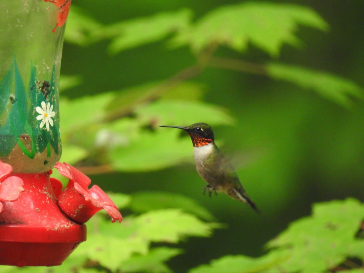 Ruby-throated Hummingbird - ML619813765