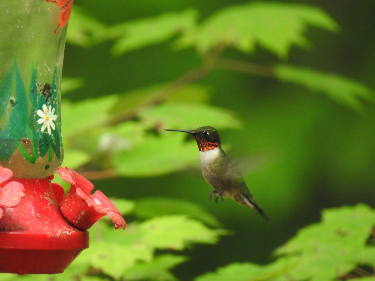 Colibrí Gorjirrubí - ML619813765