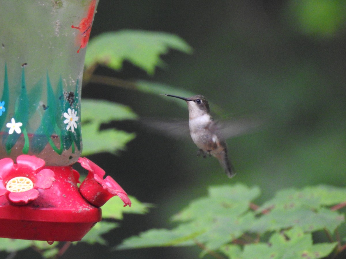 Ruby-throated Hummingbird - ML619813766