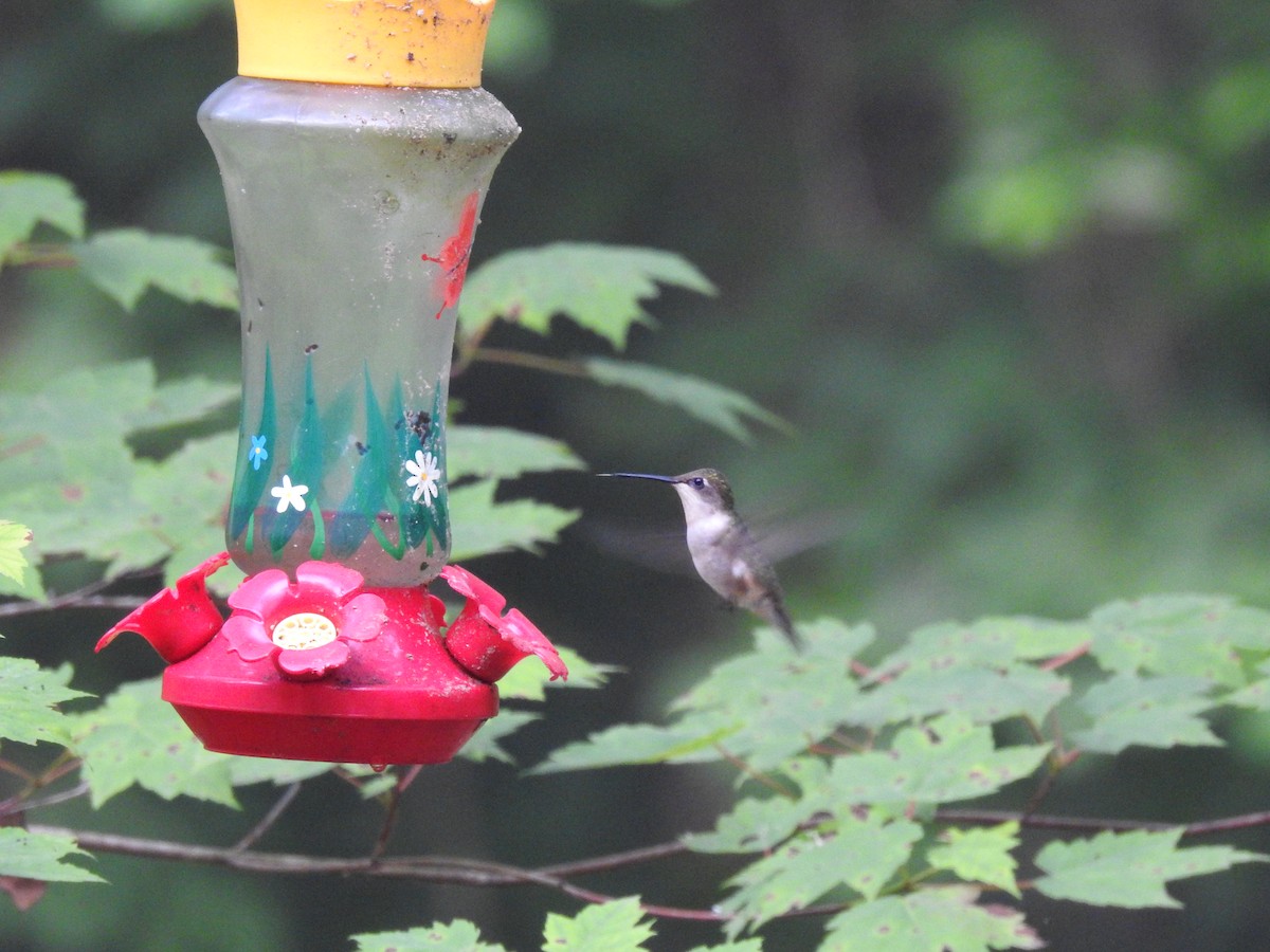 Ruby-throated Hummingbird - ML619813767
