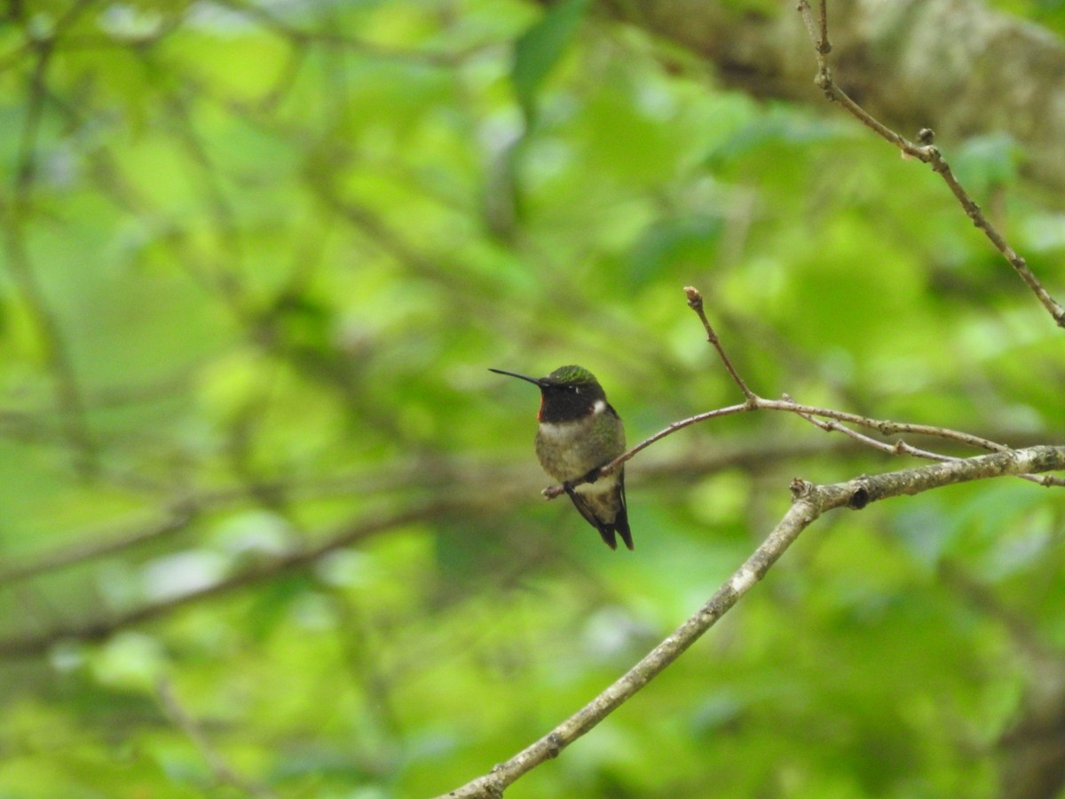 Ruby-throated Hummingbird - ML619813768