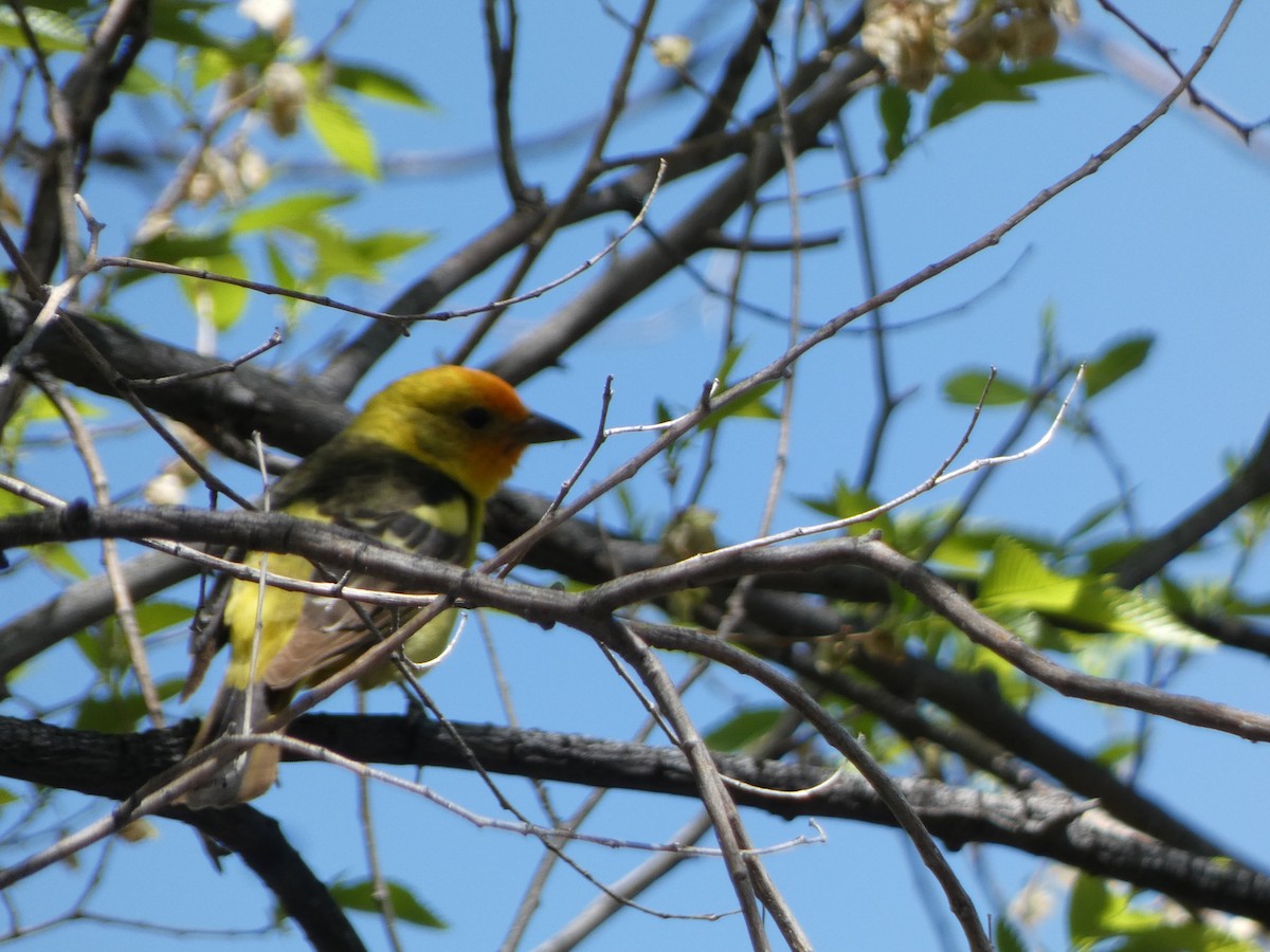 Western Tanager - ML619813776