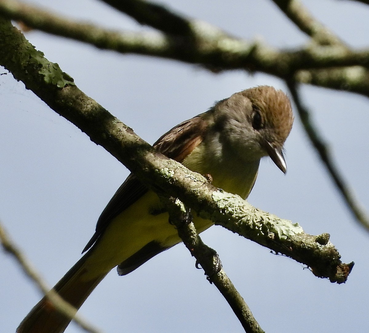 Great Crested Flycatcher - ML619813787
