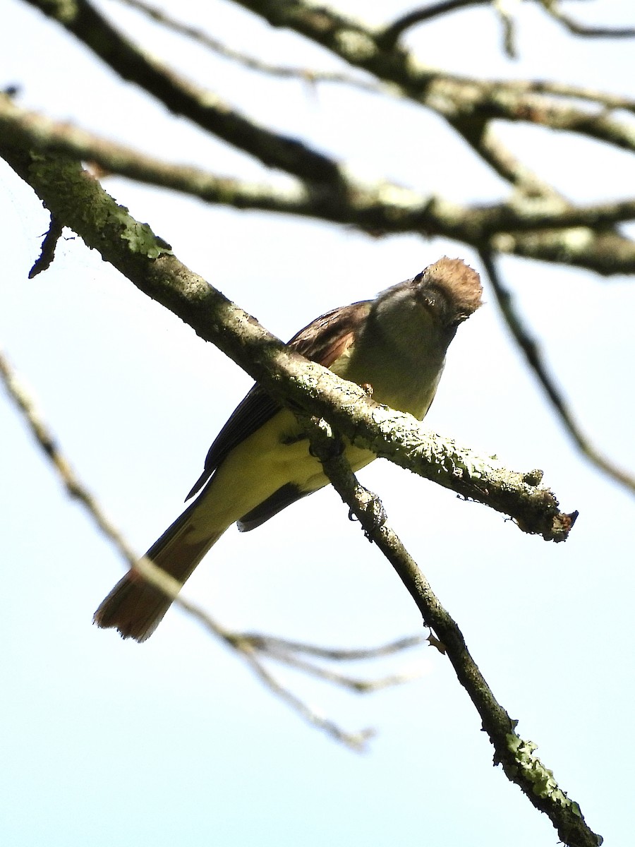 Great Crested Flycatcher - ML619813788