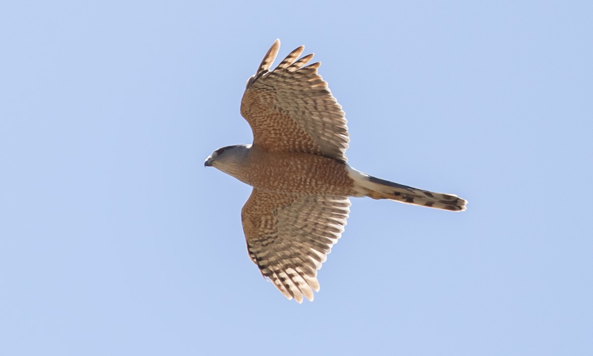 Cooper's Hawk - ML619813803