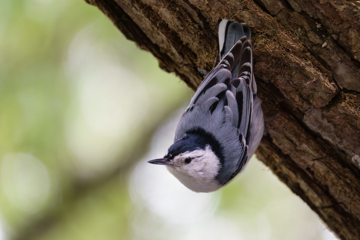 White-breasted Nuthatch - ML619813811