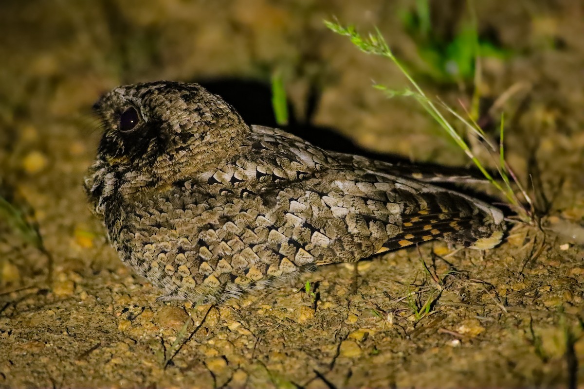 Common Poorwill - ML619813823