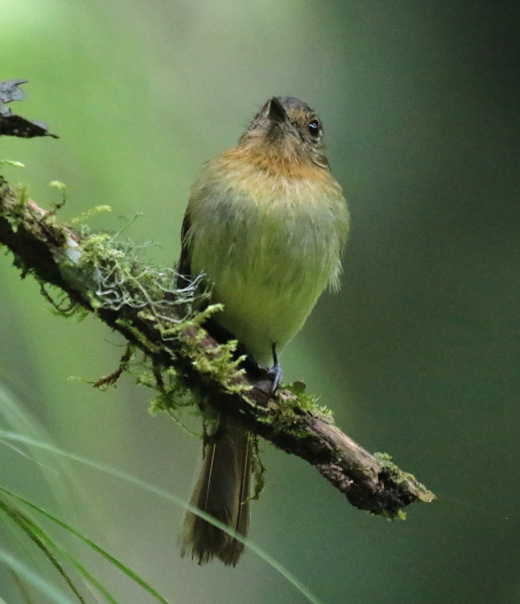 Rufous-breasted Flycatcher - ML619813826