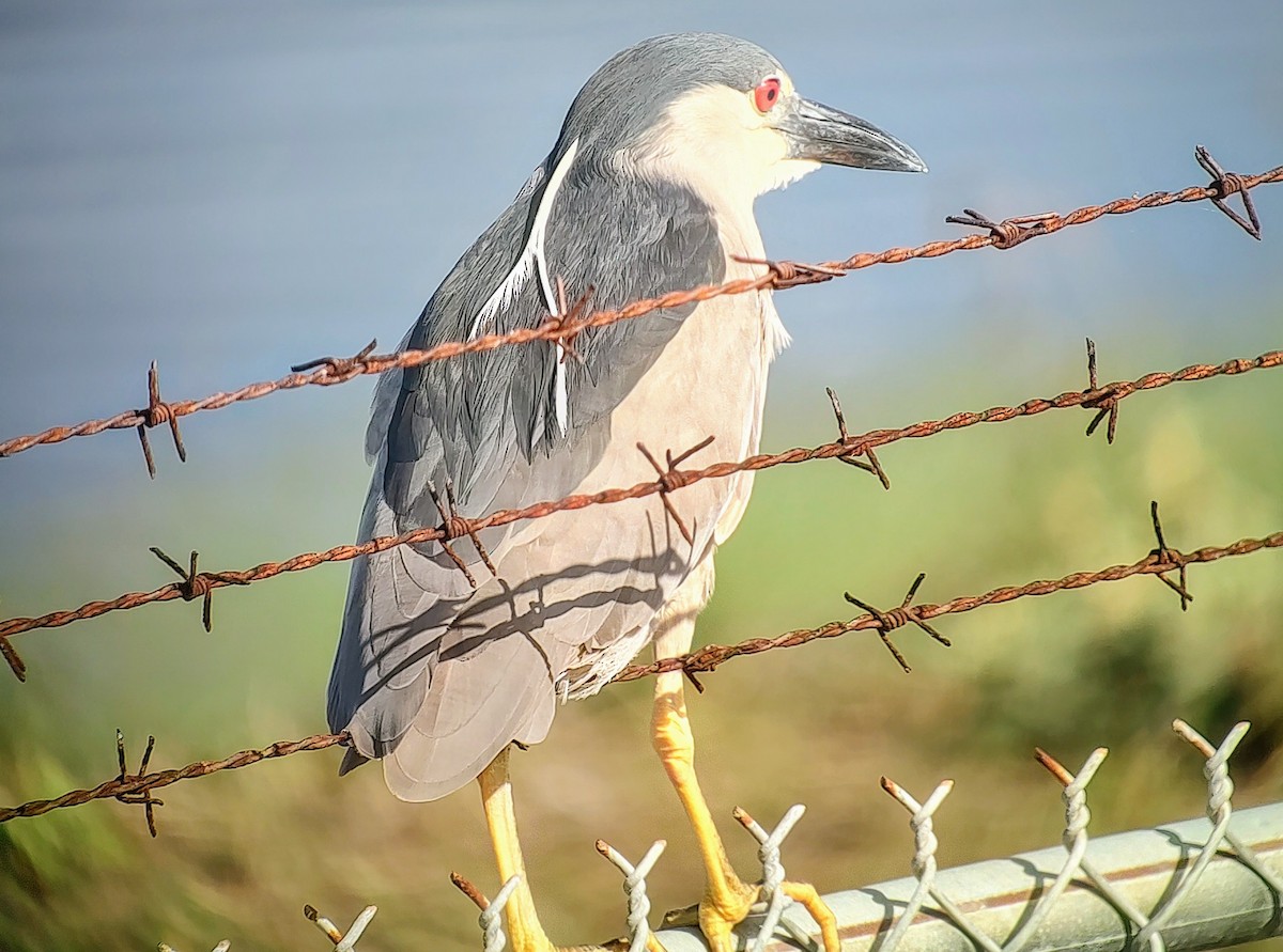 Black-crowned Night Heron - Lance Tanino