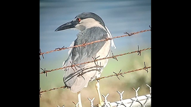 Black-crowned Night Heron - ML619813830