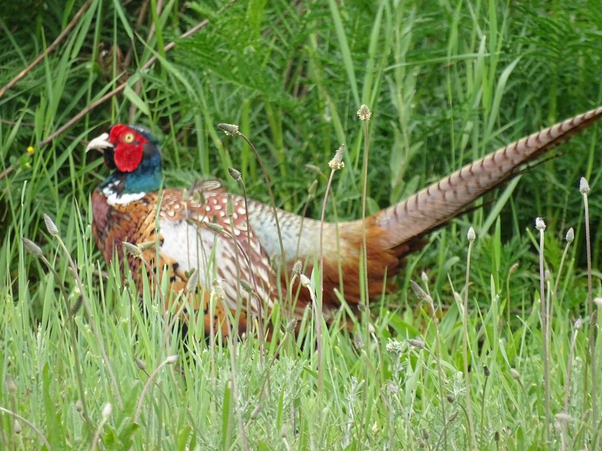 Ring-necked Pheasant - ML619813867