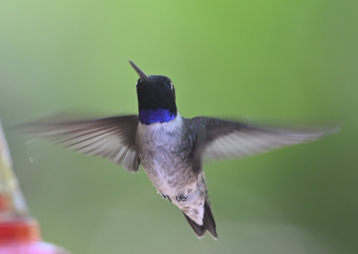 Black-chinned Hummingbird - ML619813869