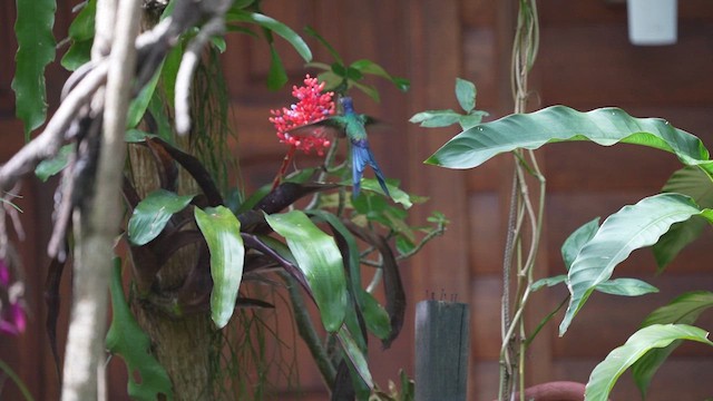 Colibri hirondelle - ML619813878