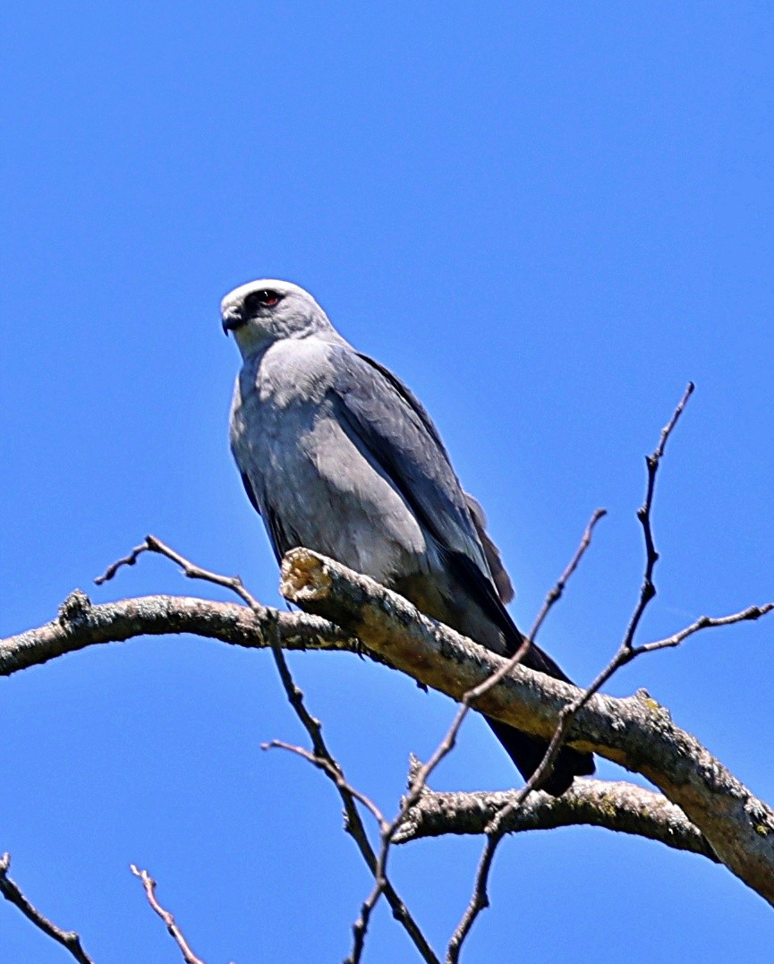 Mississippi Kite - ML619813913