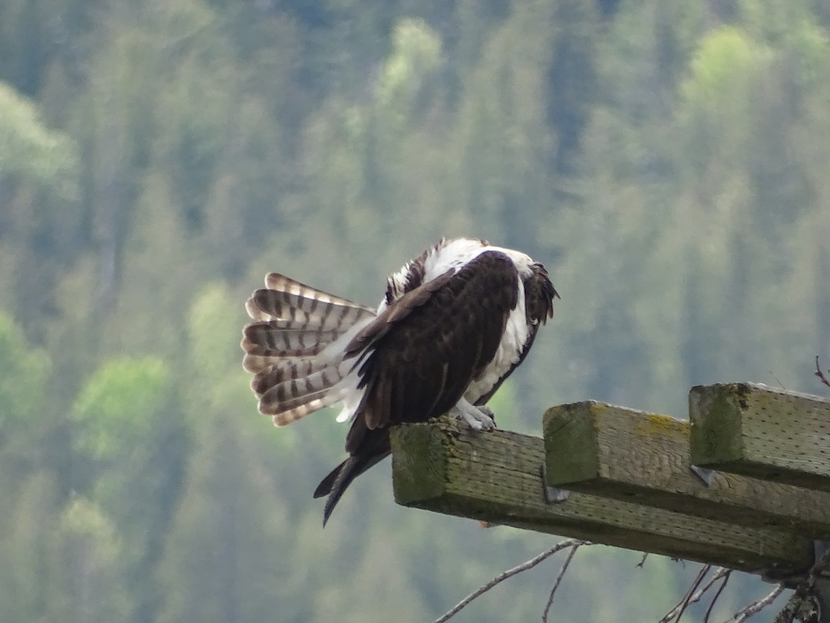 Balbuzard pêcheur - ML619813918