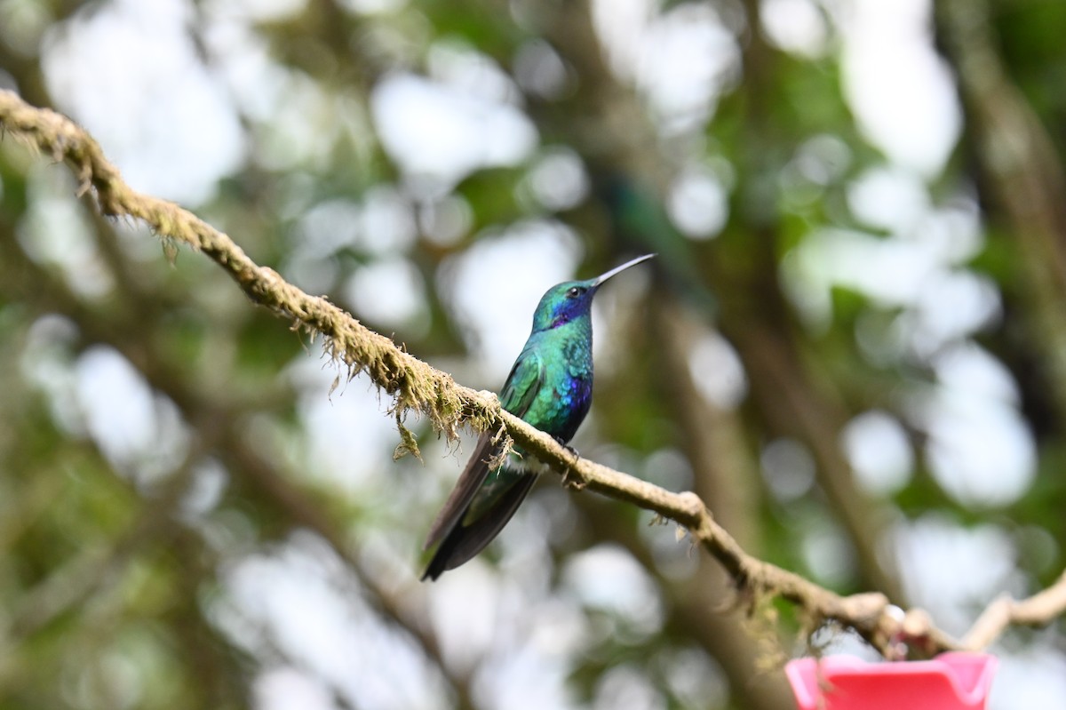 Colibrí Rutilante - ML619813925