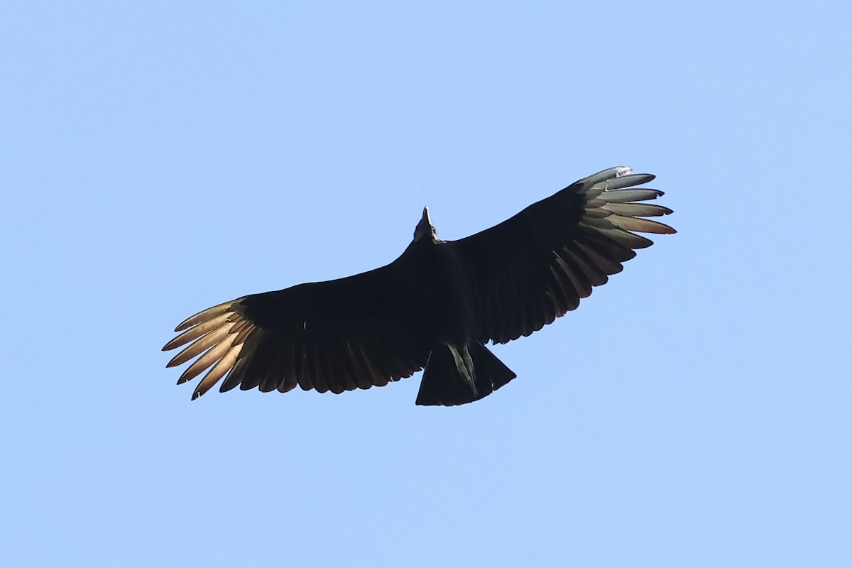 Black Vulture - ML619813928