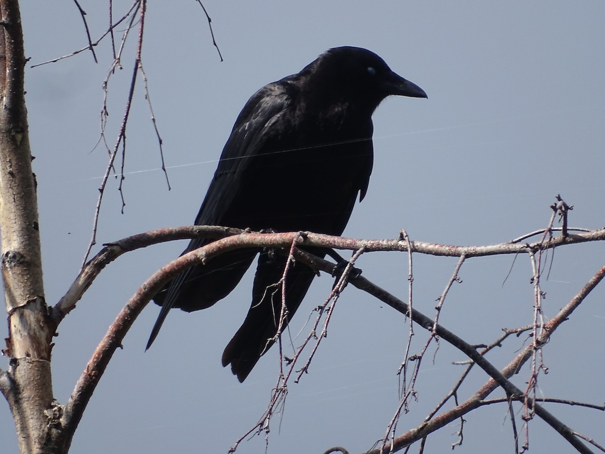 American Crow - ML619813943