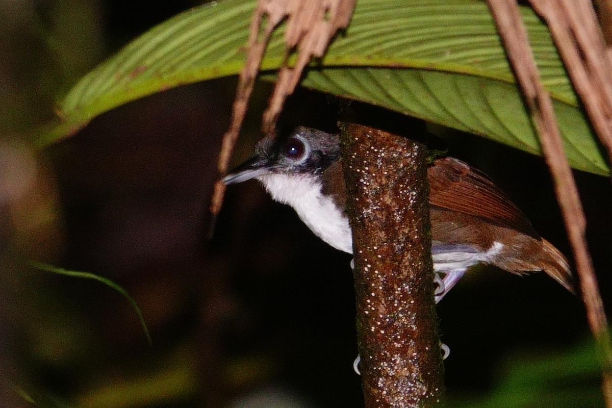 Bicolored Antbird - ML619813947