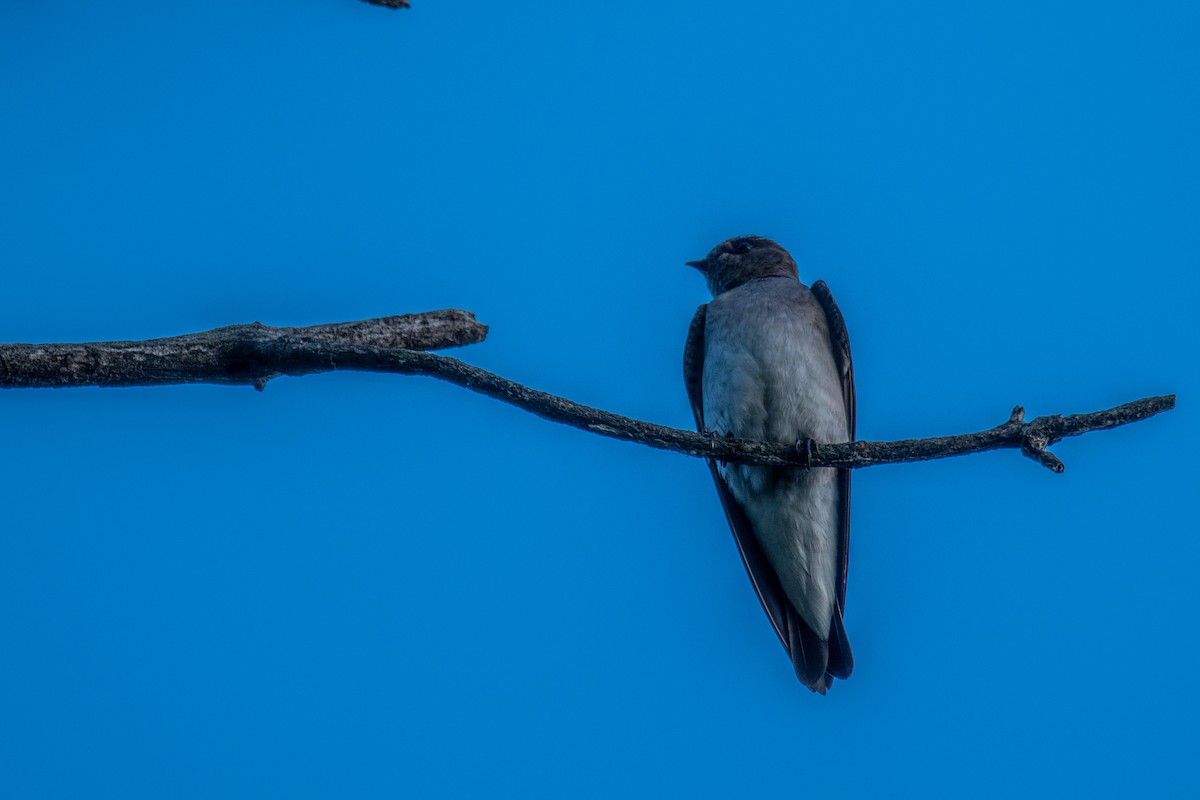 Northern Rough-winged Swallow - ML619813951