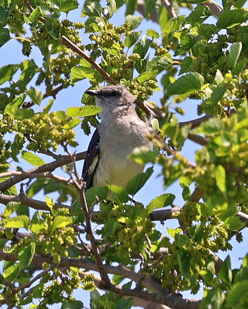 Northern Mockingbird - ML619813996