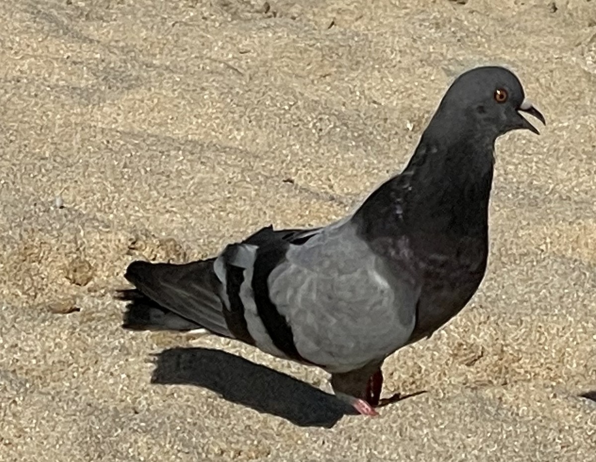 Rock Pigeon (Feral Pigeon) - ML619814008