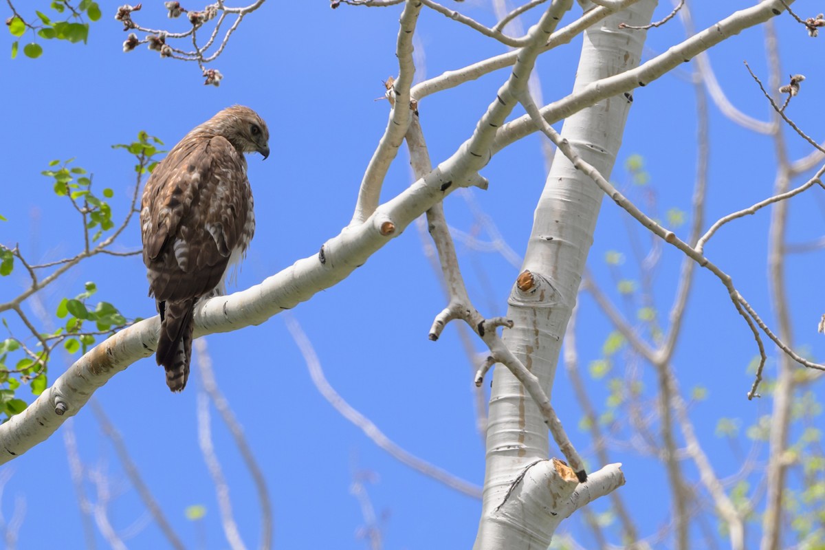 Red-tailed Hawk - ML619814015