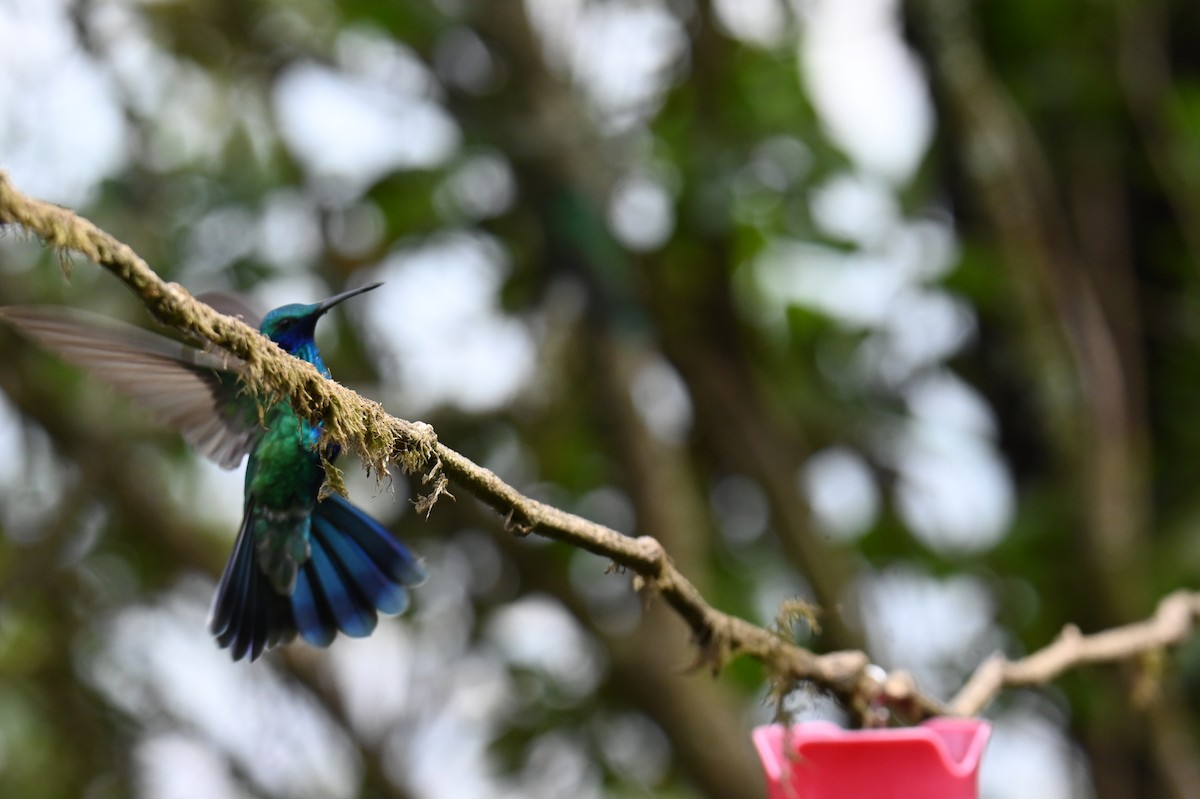 kolibřík modrolící - ML619814019