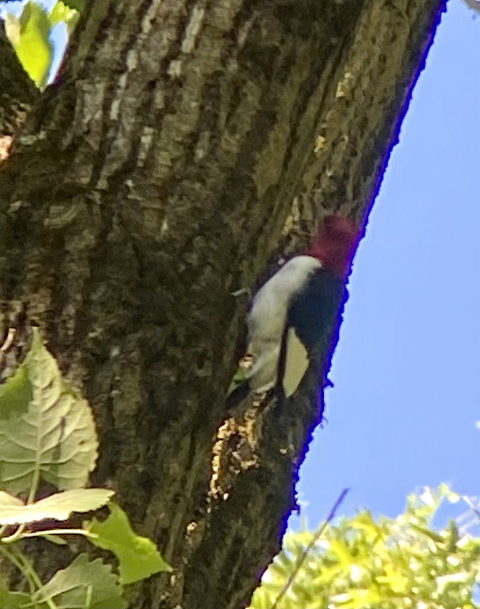 Red-headed Woodpecker - Patty & Kevin 👀👂🏻🦆 McKelvey