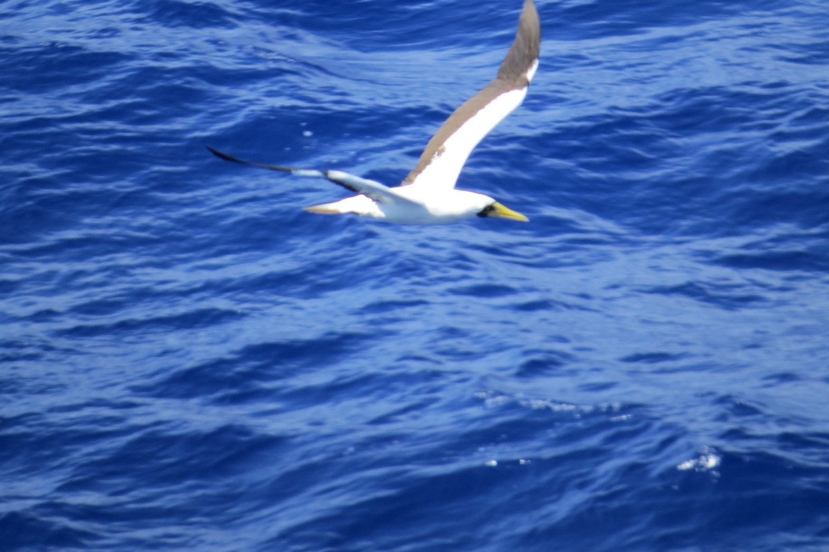 Masked Booby - ML619814025
