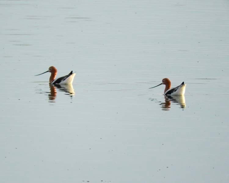 Avoceta Americana - ML619814028