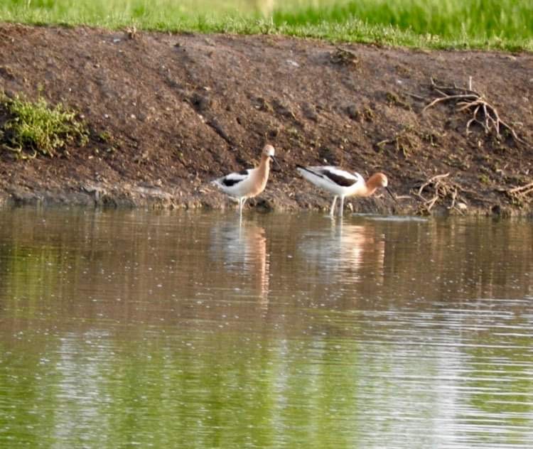 Avocette d'Amérique - ML619814029