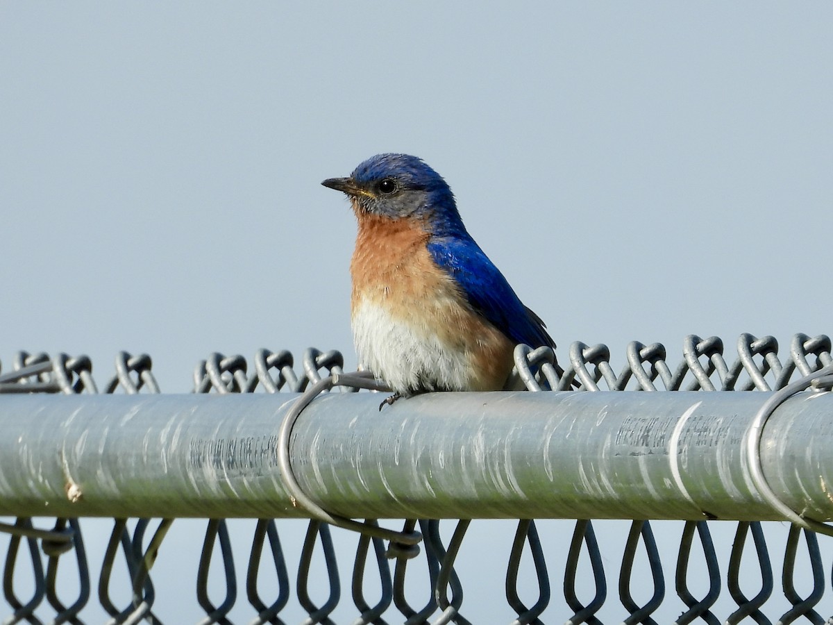 Eastern Bluebird - ML619814043