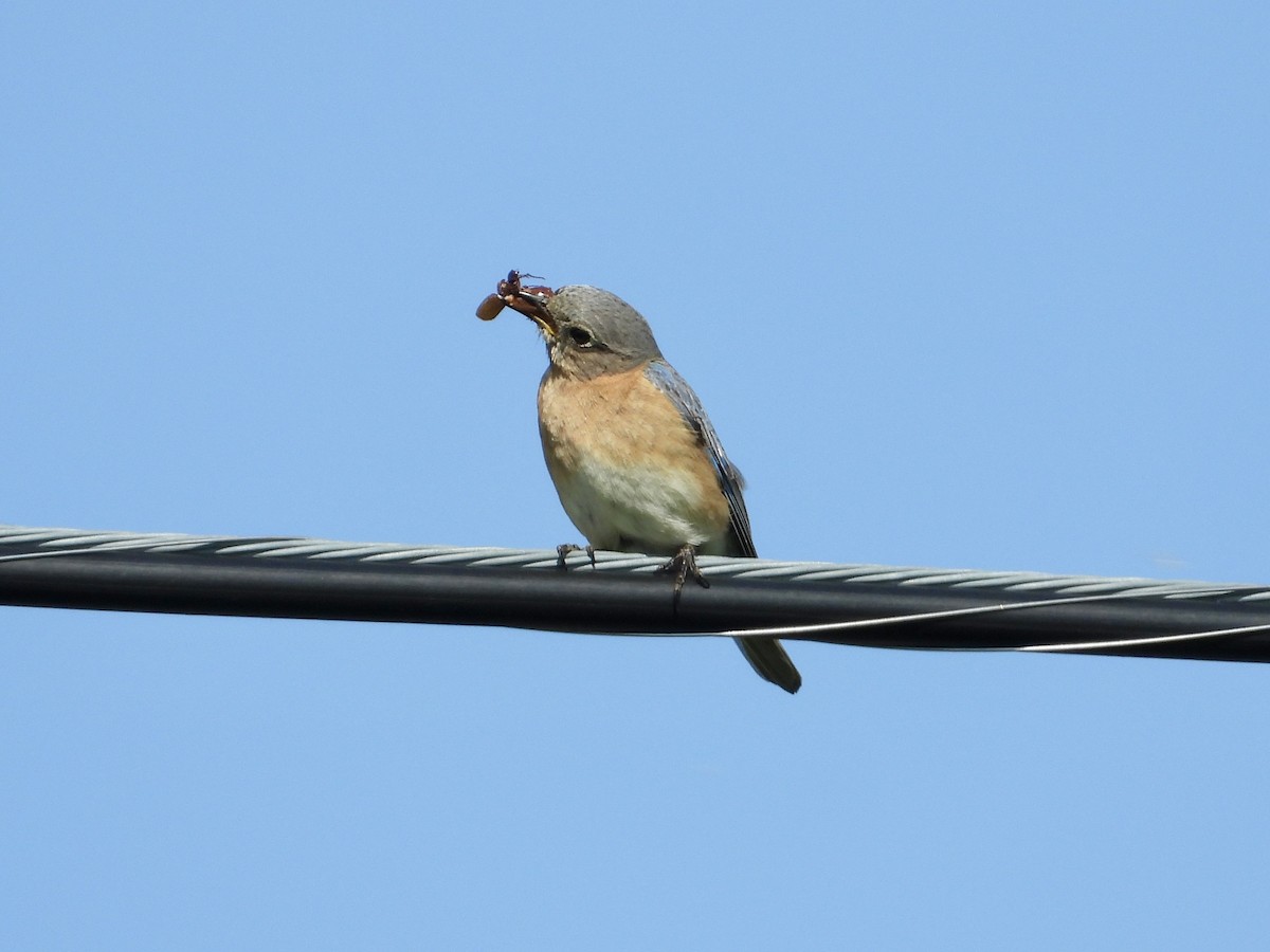 Eastern Bluebird - ML619814044