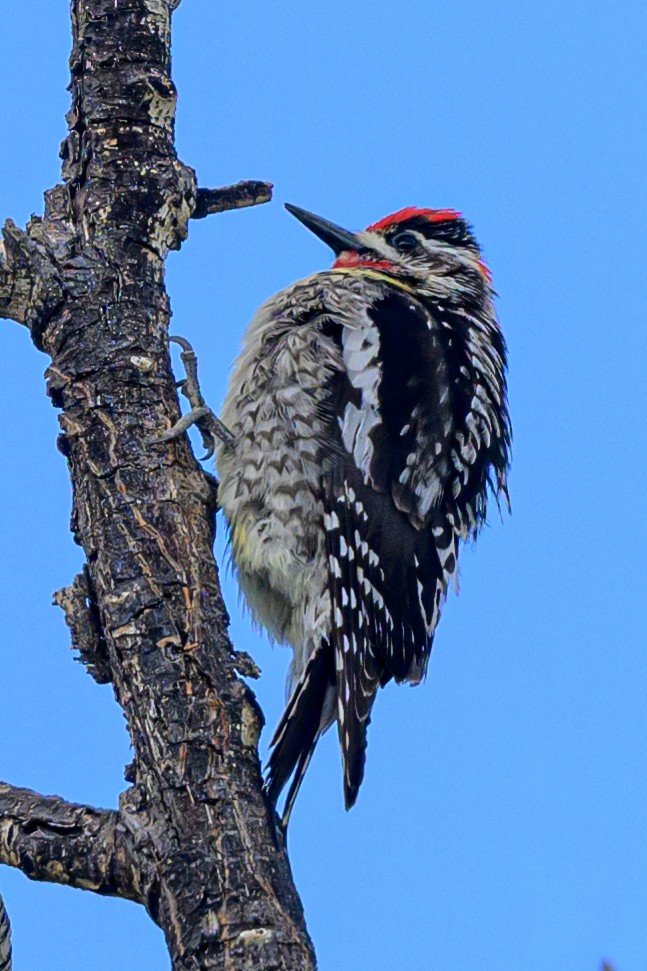 Red-naped Sapsucker - ML619814050