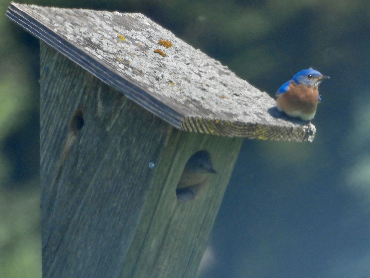 Eastern Bluebird - ML619814064