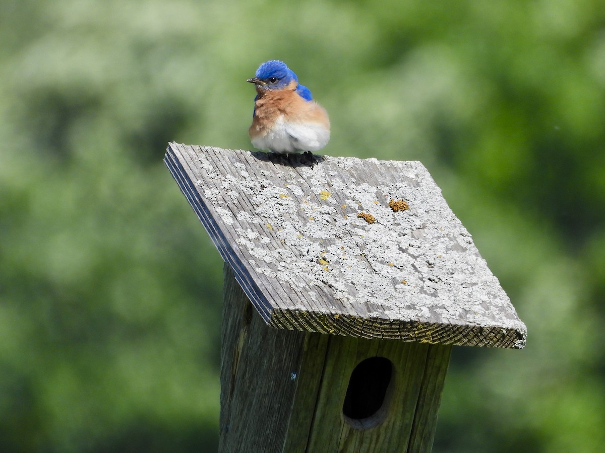 Eastern Bluebird - ML619814065