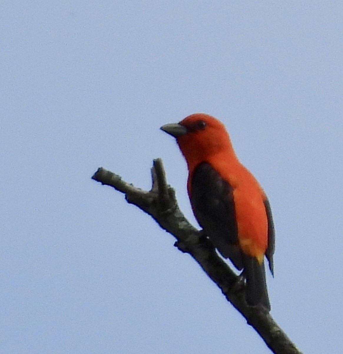 Scarlet Tanager - ML619814082