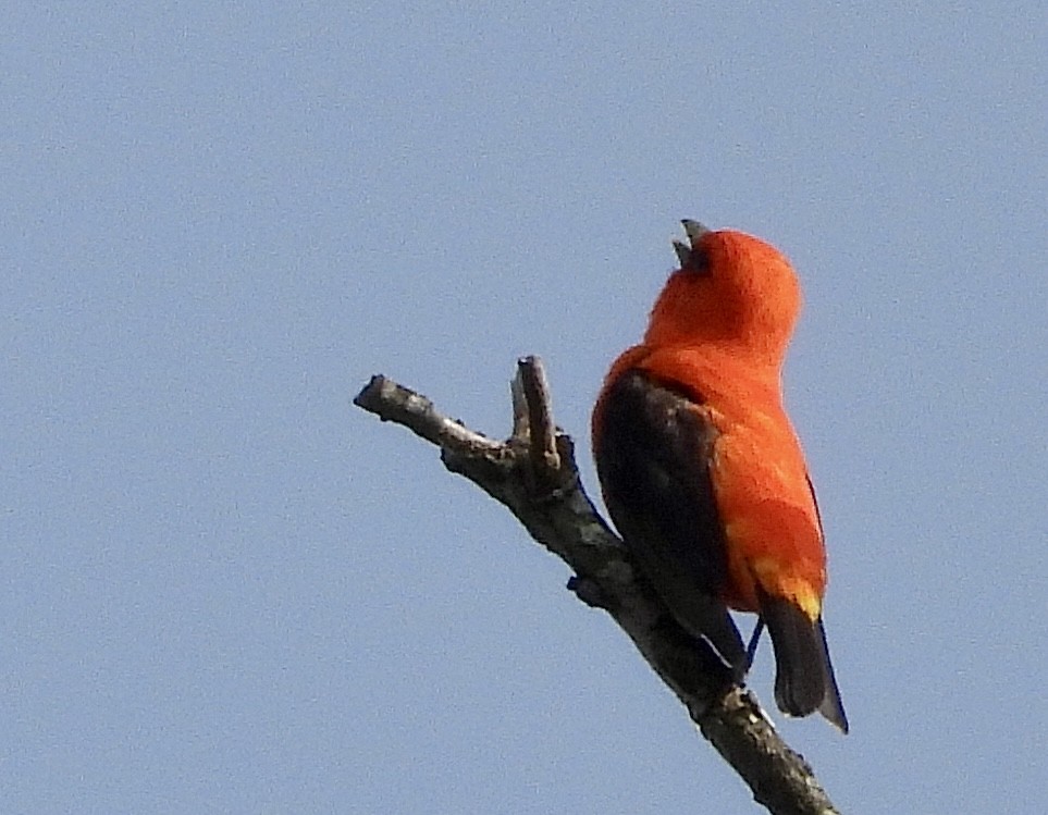 Scarlet Tanager - ML619814083